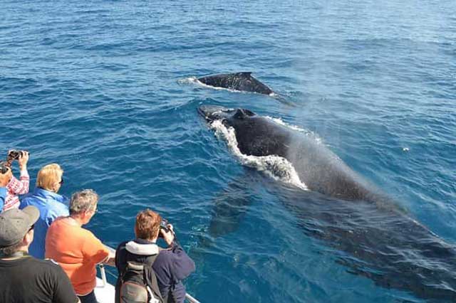 fiori tours Wild Life & Beach Tour 